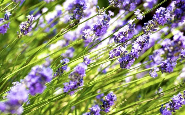 fiori_lavanda.jog